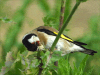 Mignons oiseaux